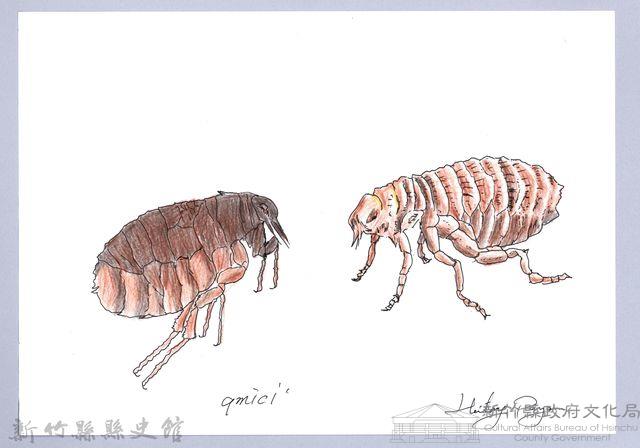 泰雅文物畫冊3-34跳蚤藏品圖，第1張