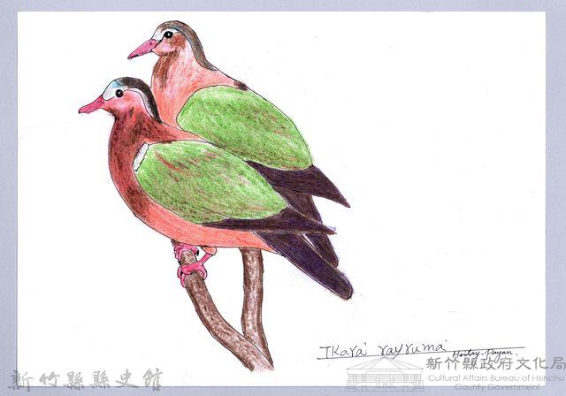 泰雅文物畫冊1-40翠翼鳩藏品圖，第1張