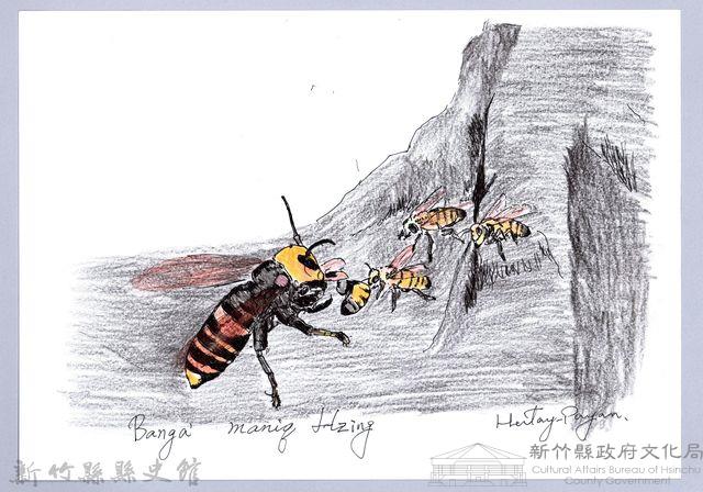 泰雅文物畫冊1-105帝王蜂捕食蜜蜂藏品圖，第1張