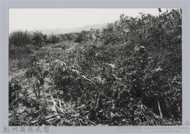 林保仁縣長主政照片：新竹縣芎林堤防防汛搶救演習-26藏品圖，第1張