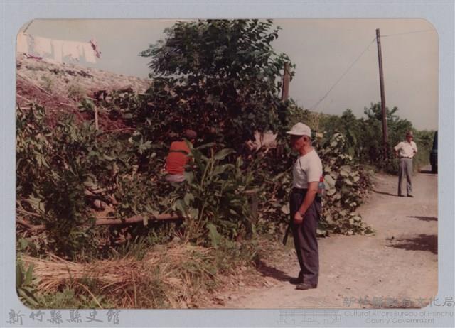 林保仁縣長主政照片：頭前溪剷除高莖作物-8藏品圖，第1張