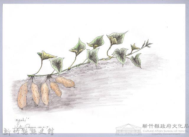 黑帶巴彥畫冊-66作物耕種：甘藷藏品圖，第1張