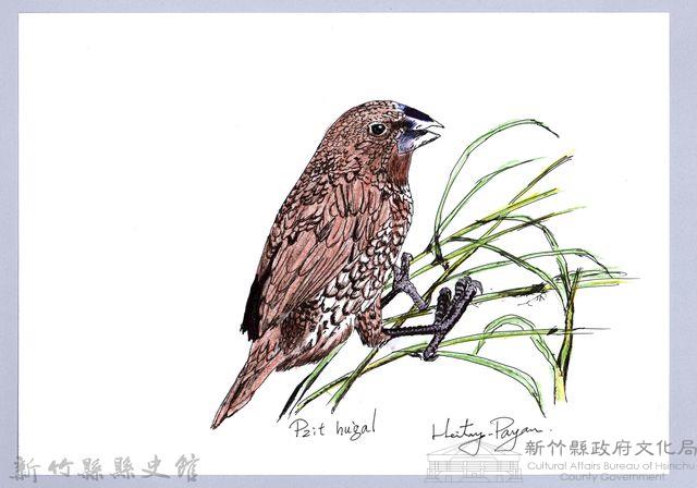 泰雅文物畫冊1-61斑文鳥藏品圖，第1張