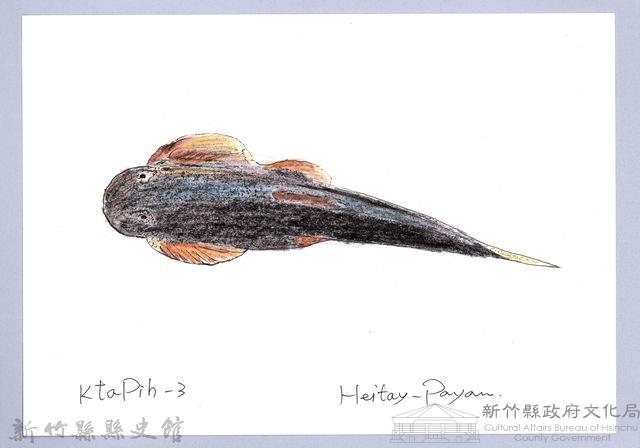 泰雅文物畫冊1-91台東間爬岩鰍-2藏品圖，第1張