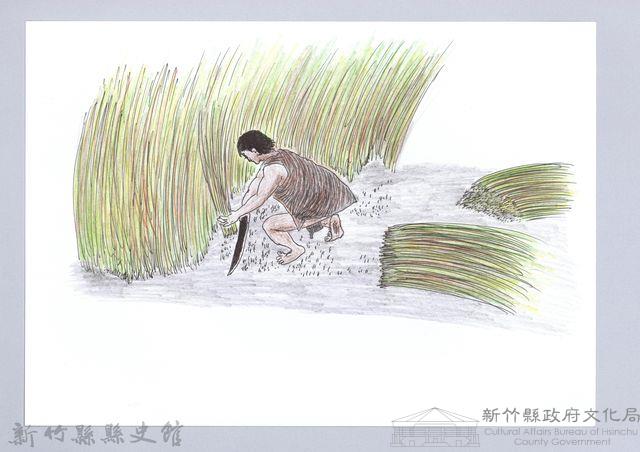 泰雅族的建築史：房屋篇-2茅草取得與加工1：割茅草藏品圖，第1張