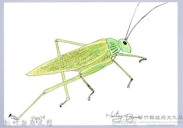 泰雅文物畫冊1-172切葉糙頸蟴藏品圖，第1張