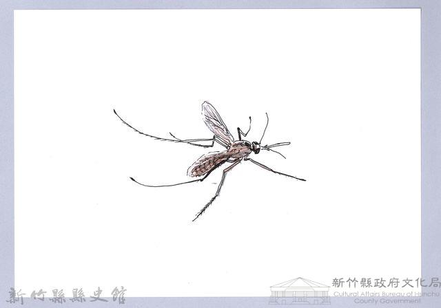 泰雅文物畫冊3-26白腹叢蚊藏品圖，第1張