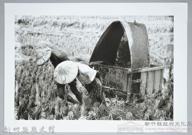 割禾（1960，新竹鄉）藏品圖，第1張