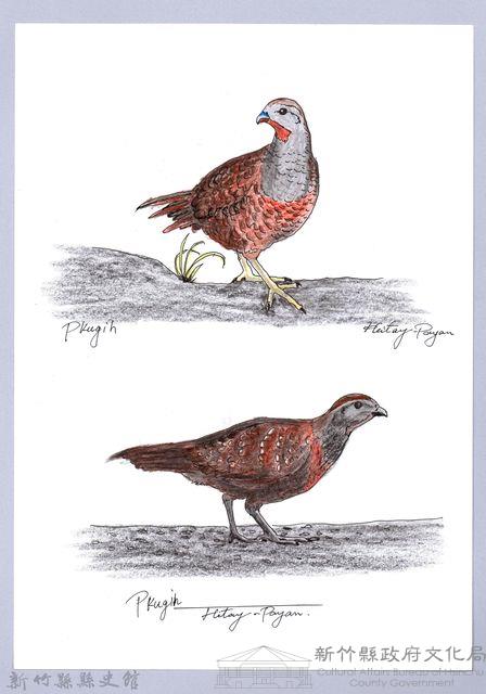 泰雅文物畫冊1-32竹雞藏品圖，第1張