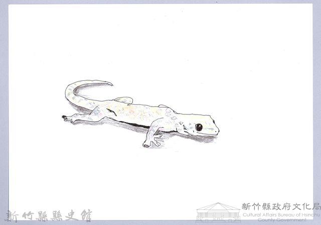 泰雅文物畫冊1-153壁虎藏品圖，第1張