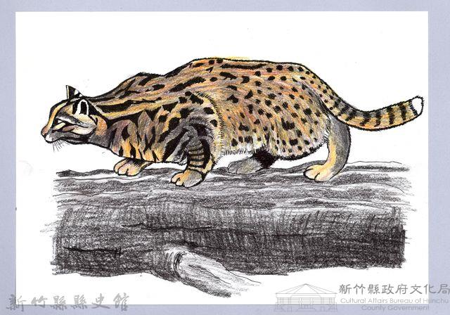 泰雅文物畫冊1-11石虎藏品圖，第1張