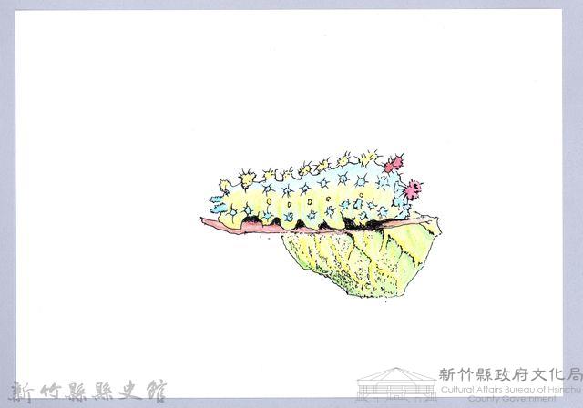 泰雅文物畫冊2-23三色刺蛾幼蟲藏品圖，第1張