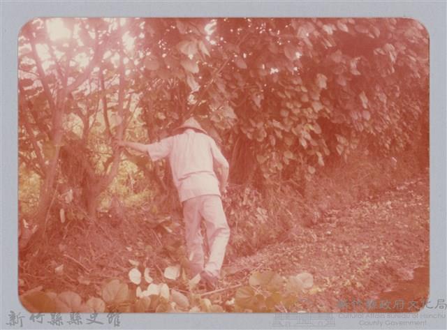 林保仁縣長主政照片：新竹縣七十一年度高莖作物砍成果-25藏品圖，第1張