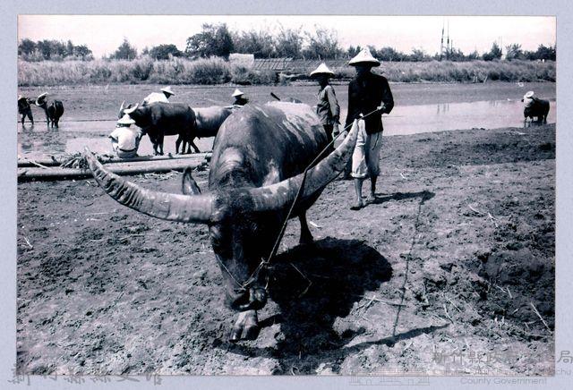 鄧雨賢相關照片142：水牛藏品圖，第1張
