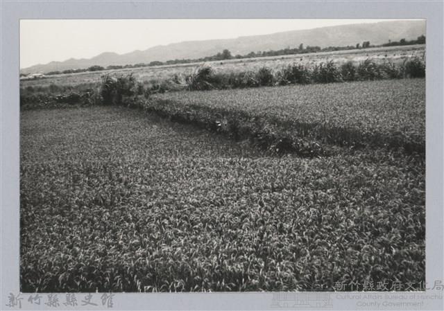 林保仁縣長主政照片：新竹縣芎林堤防防汛搶救演習-38藏品圖，第1張