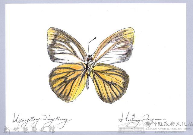 泰雅文物畫冊2-33大鳳蝶-1藏品圖，第1張