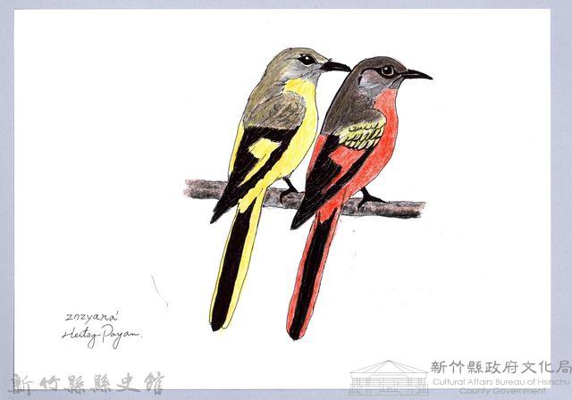 泰雅文物畫冊1-63灰喉山椒鳥藏品圖，第1張