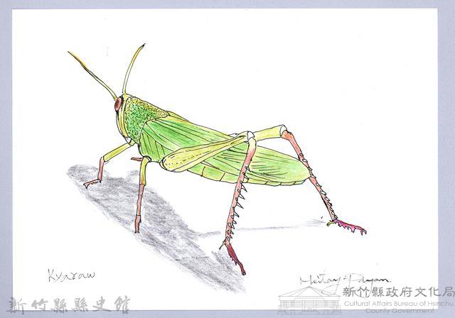 泰雅文物畫冊1-174台灣大蝗-2藏品圖，第1張