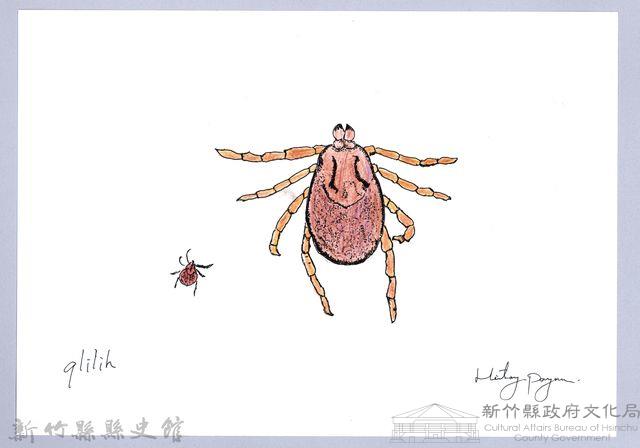 泰雅文物畫冊3-28硬蜱藏品圖，第1張