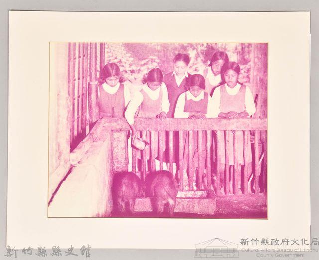 餵食豬藏品圖，第1張