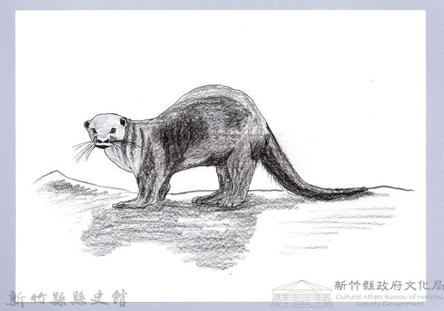 泰雅文物畫冊1-190水獺藏品圖，第1張