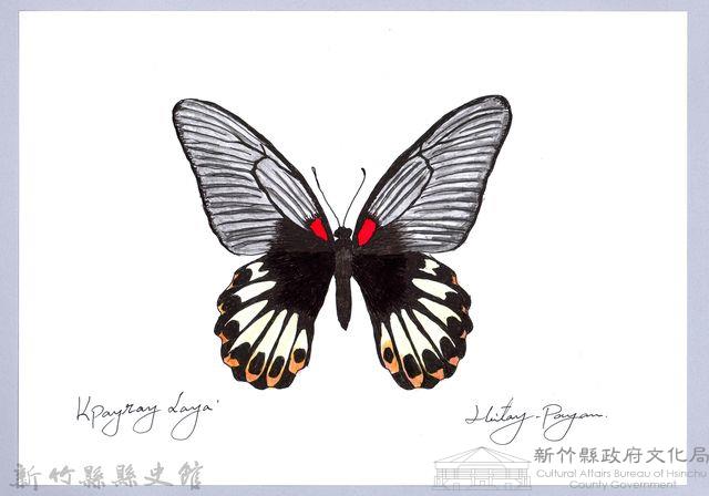 泰雅文物畫冊2-45黃裙豔粉蝶藏品圖，第1張