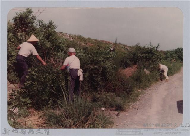 林保仁縣長主政照片：頭前溪剷除高莖作物-2藏品圖，第1張