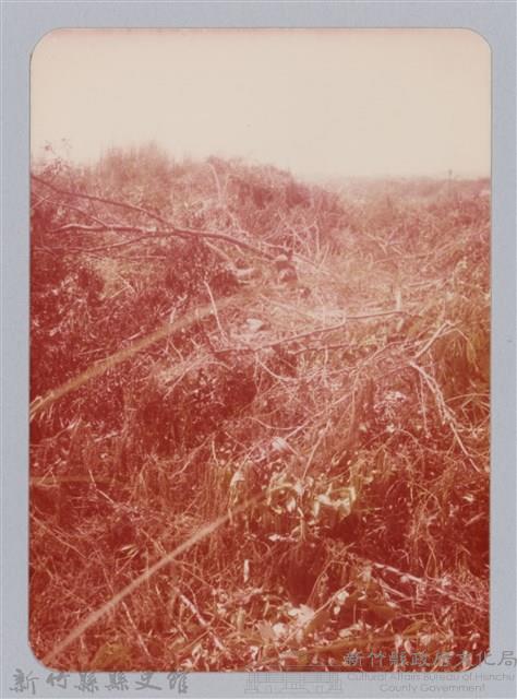 林保仁縣長主政照片：新竹縣七十一年度高莖作物砍成果-27藏品圖，第1張