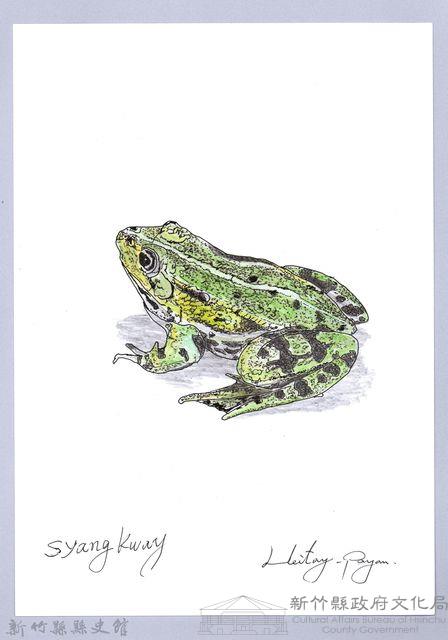 泰雅文物畫冊1-141腹斑蛙藏品圖，第1張