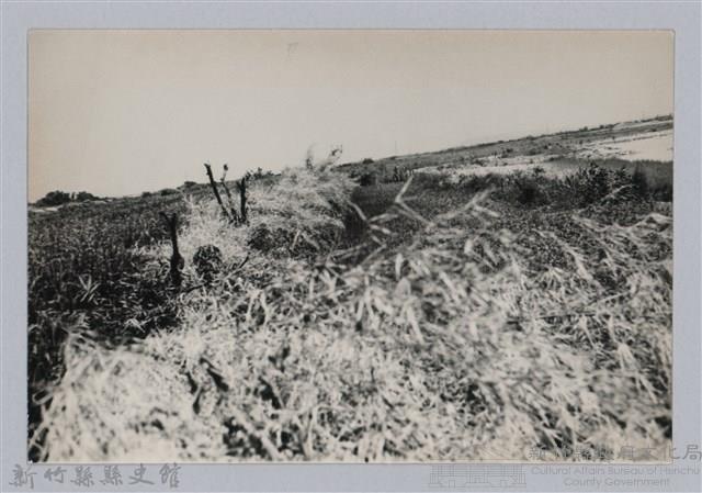 林保仁縣長主政照片：新竹縣芎林堤防防汛搶救演習-25藏品圖，第1張