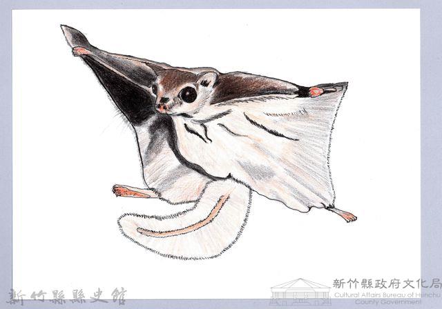 泰雅文物畫冊1-18小鼯鼠藏品圖，第1張