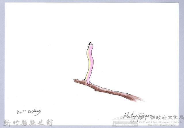 泰雅文物畫冊2-20尺蛾幼蟲藏品圖，第1張