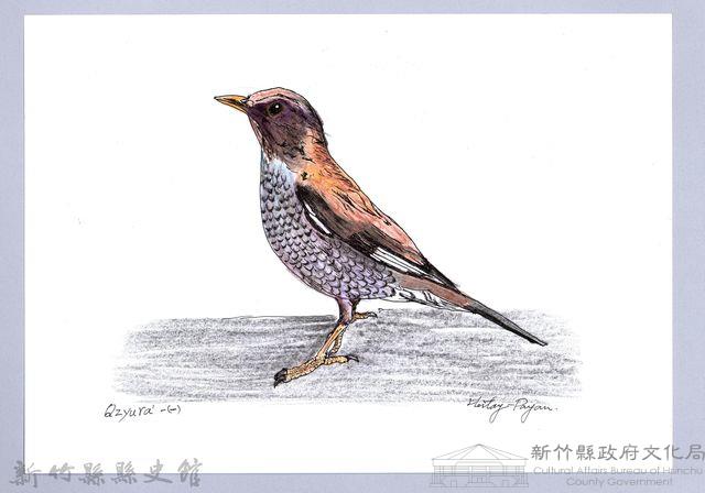 泰雅文物畫冊1-50白腹鶇藏品圖，第1張