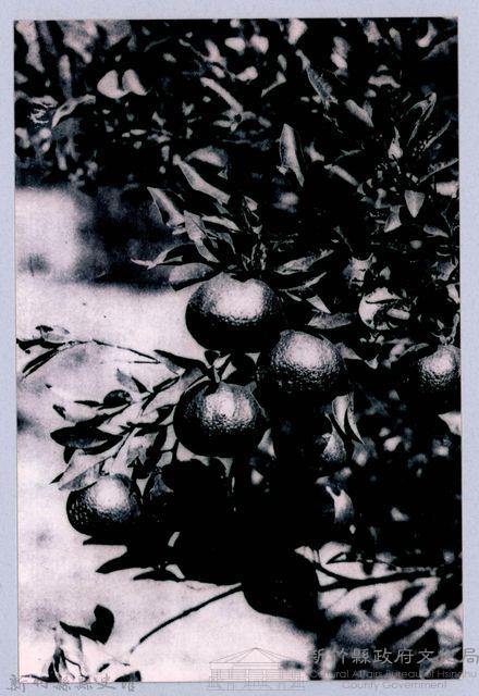 鄧雨賢相關照片39：柑橘藏品圖，第1張