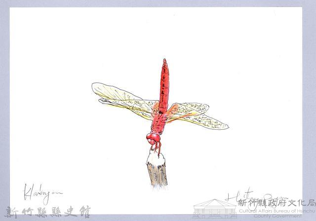 泰雅文物畫冊3-2小紅蜻蜓藏品圖，第1張