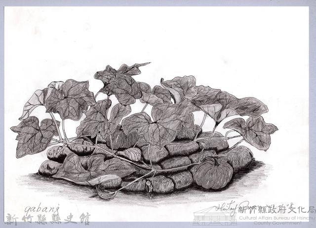 黑帶巴彥畫冊-65作物耕種：南瓜藏品圖，第1張