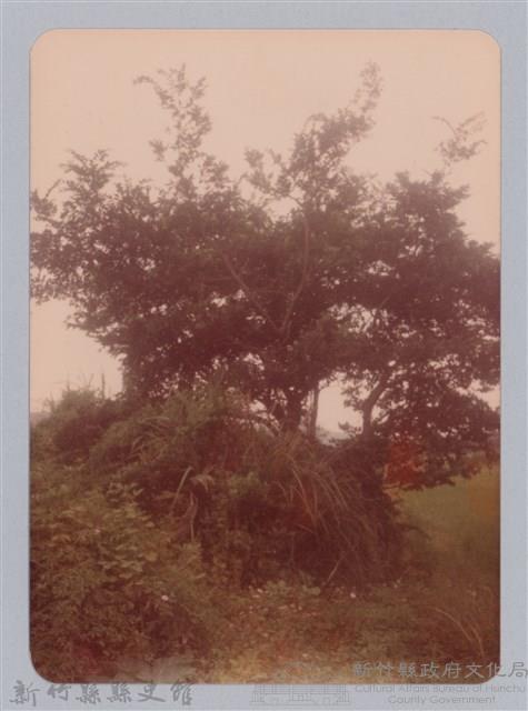 林保仁縣長主政照片：新竹縣新埔鎮六十七年度防汛演習-21藏品圖，第1張