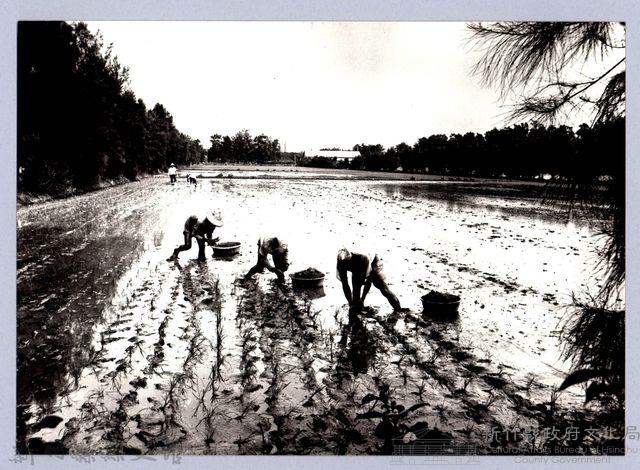 插秧（1980，新竹南寮）藏品圖，第1張