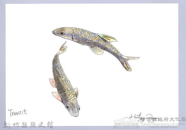 泰雅文物畫冊1-100台灣石（魚賓）-2藏品圖，第1張