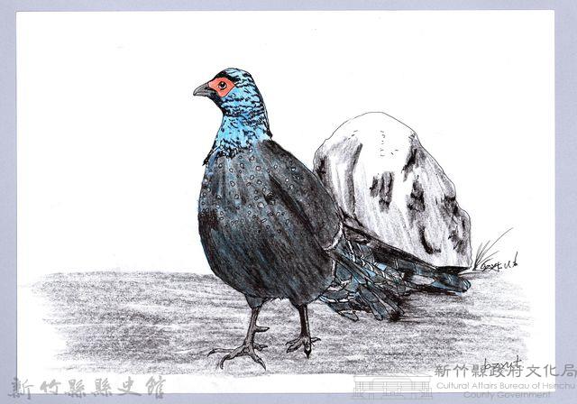 泰雅文物畫冊1-29公帝雉藏品圖，第1張