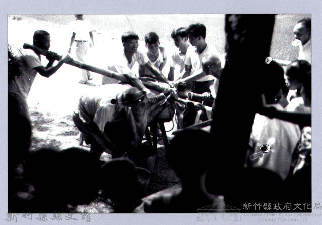  綑豬仔─竹東藏品圖，第1張