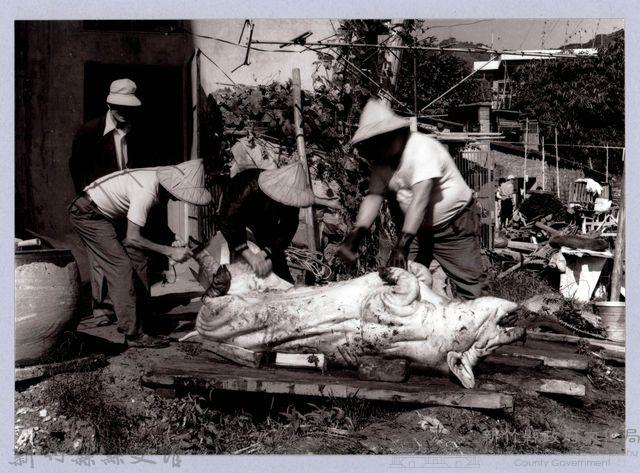 神豬（1988，南庄）藏品圖，第1張