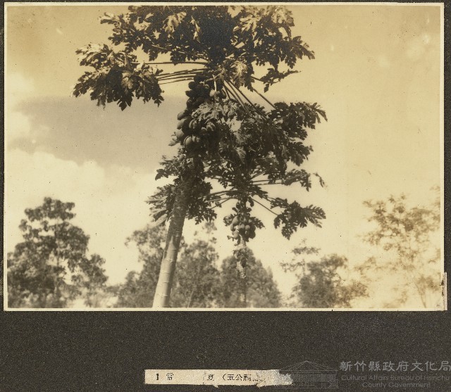 常夏海南島風景照藏品圖，第1張