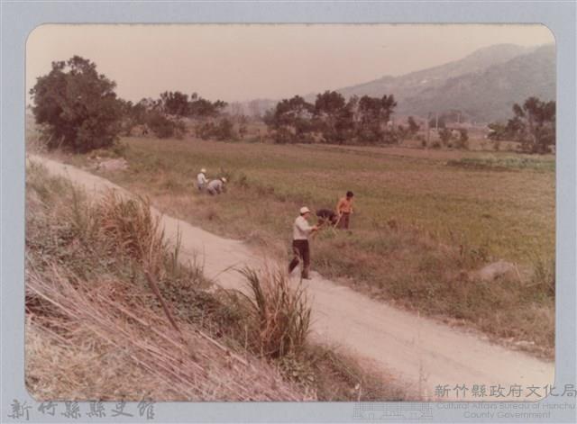 林保仁縣長主政照片：頭前溪剷除高莖作物-16藏品圖，第1張