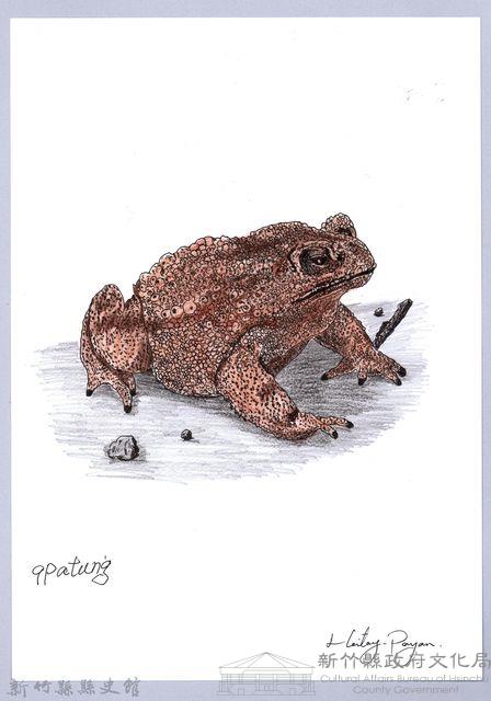 泰雅文物畫冊1-135黑眶蟾蜍-1藏品圖，第1張