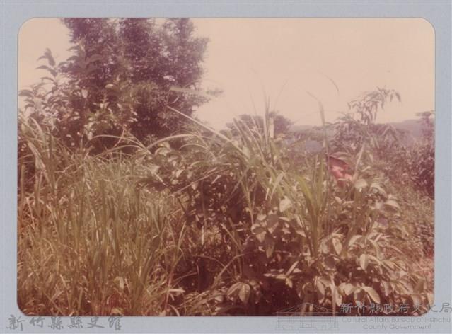 林保仁縣長主政照片：新竹縣新埔鎮六十七年度防汛演習-70藏品圖，第1張