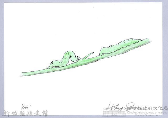 泰雅文物畫冊2-19臺灣黃蝶幼蟲藏品圖，第1張