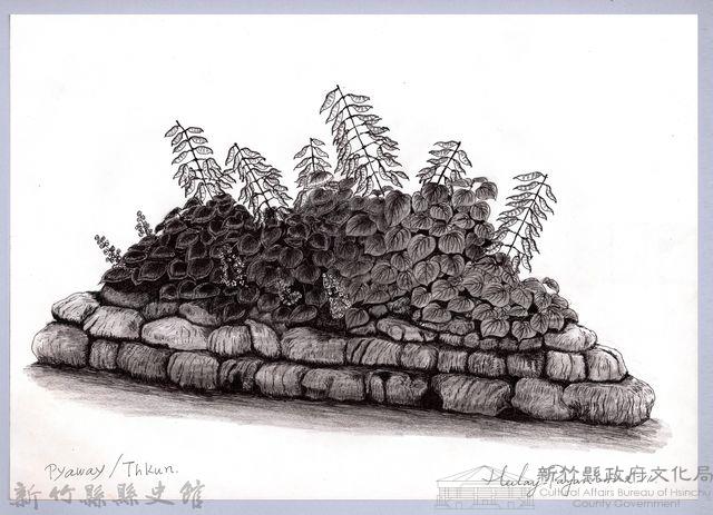 黑帶巴彥畫冊-64作物耕種：扁豆藏品圖，第1張