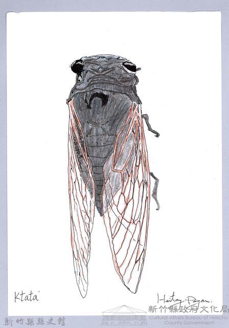 泰雅文物畫冊3-11紅脈熊蟬藏品圖，第1張