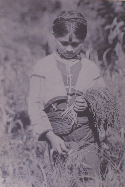 泰雅族少女手持小米穗藏品圖，第1張